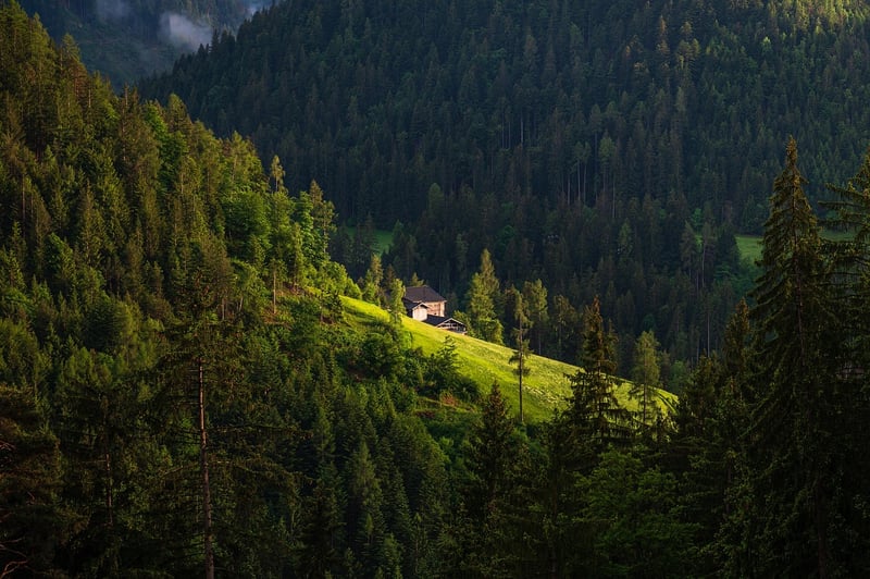Rustic Cabin in the Woods